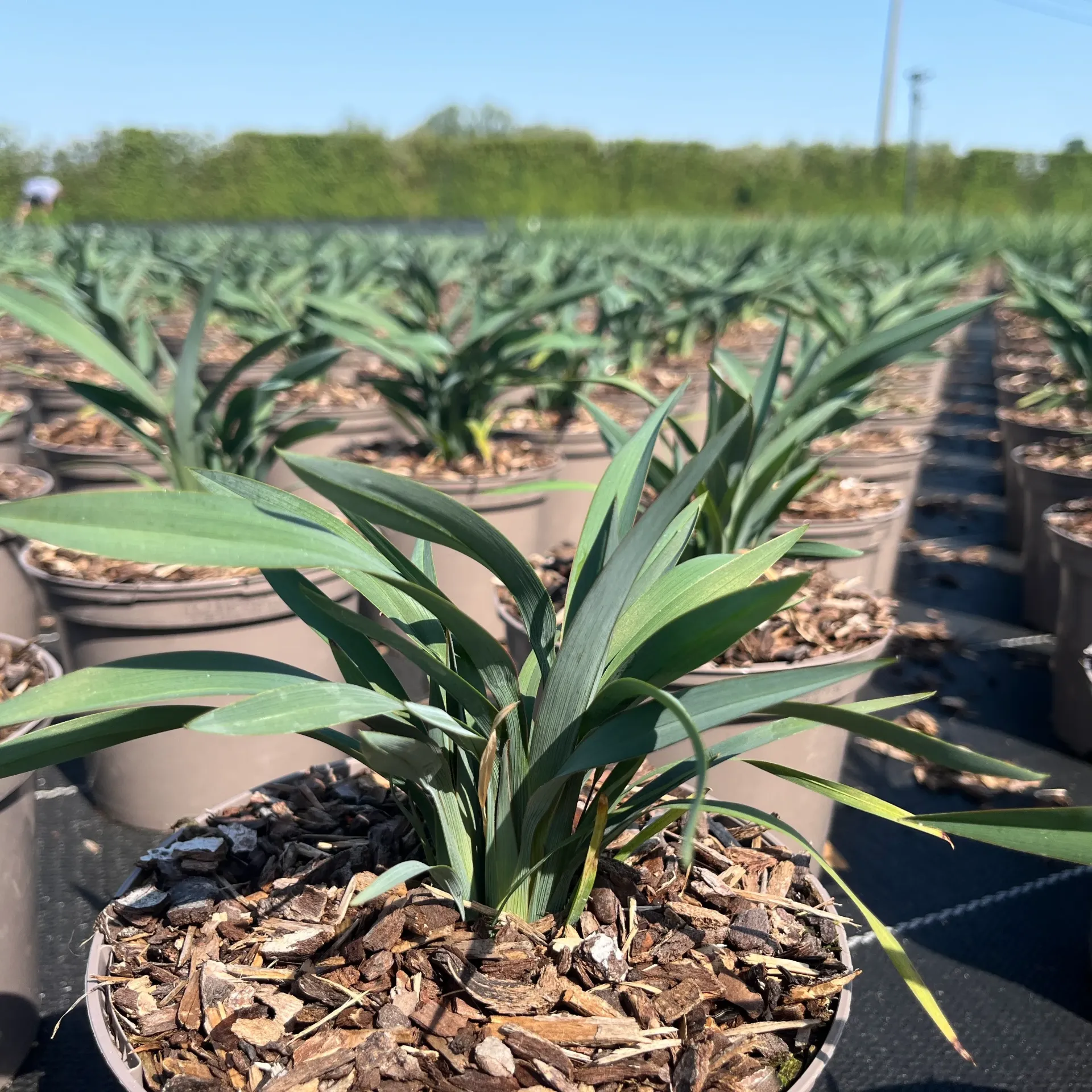 Dianella 'Blue Stream'®