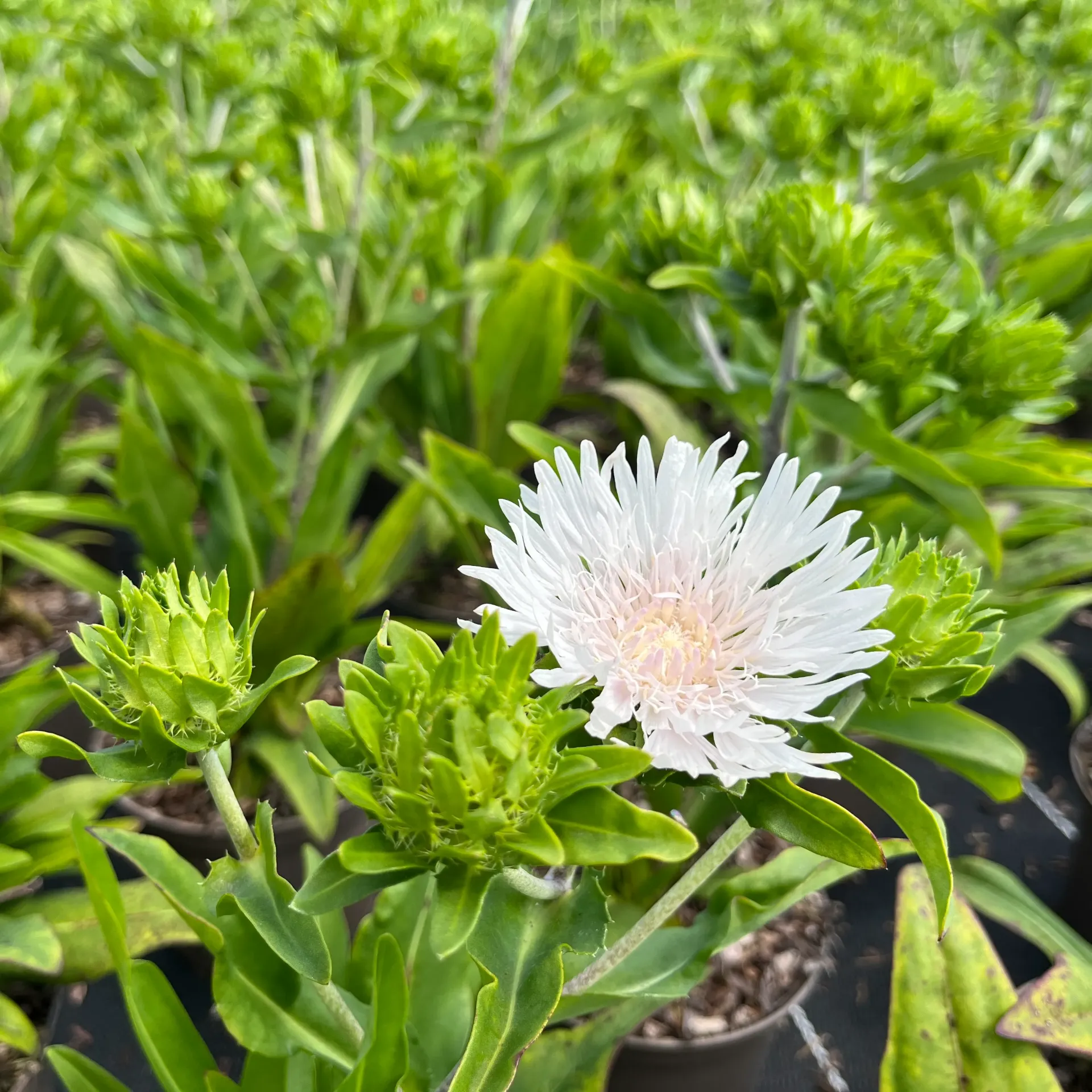 [STOWHITE-C2] Stokesia 'Whitecaps'®