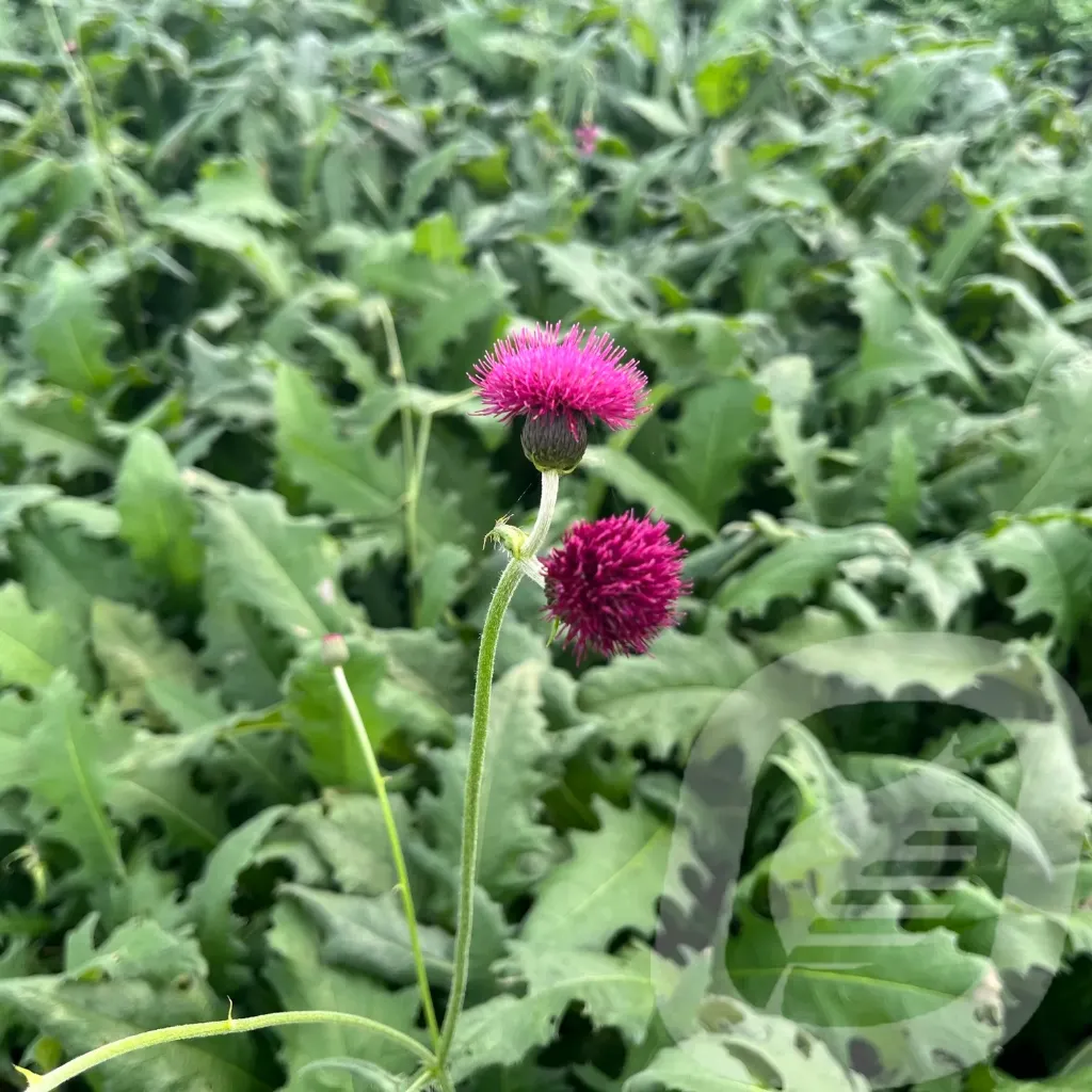 [CIRATROP-C2] Cirsium 'Atropurpureum'