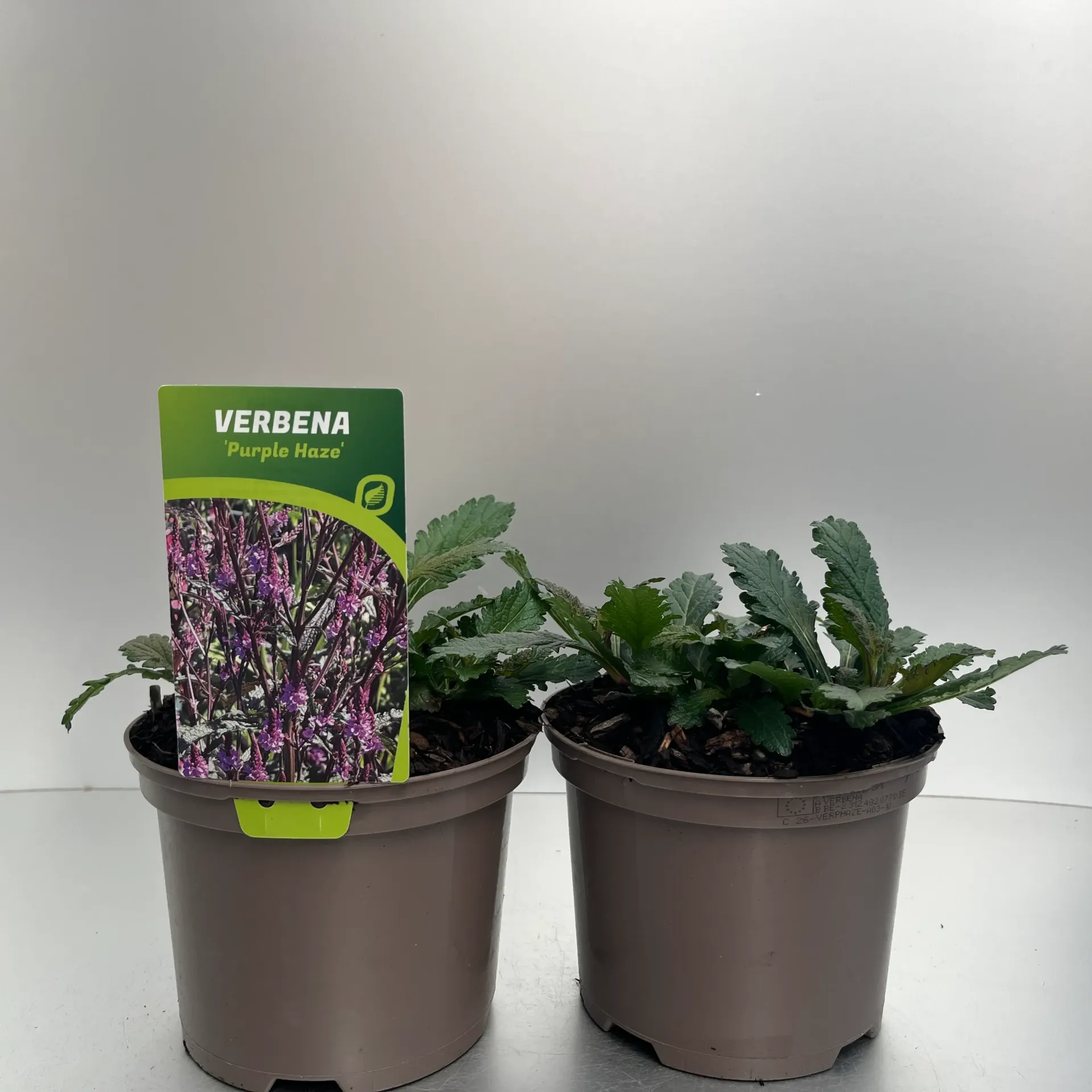 Verbena 'Purple Haze'