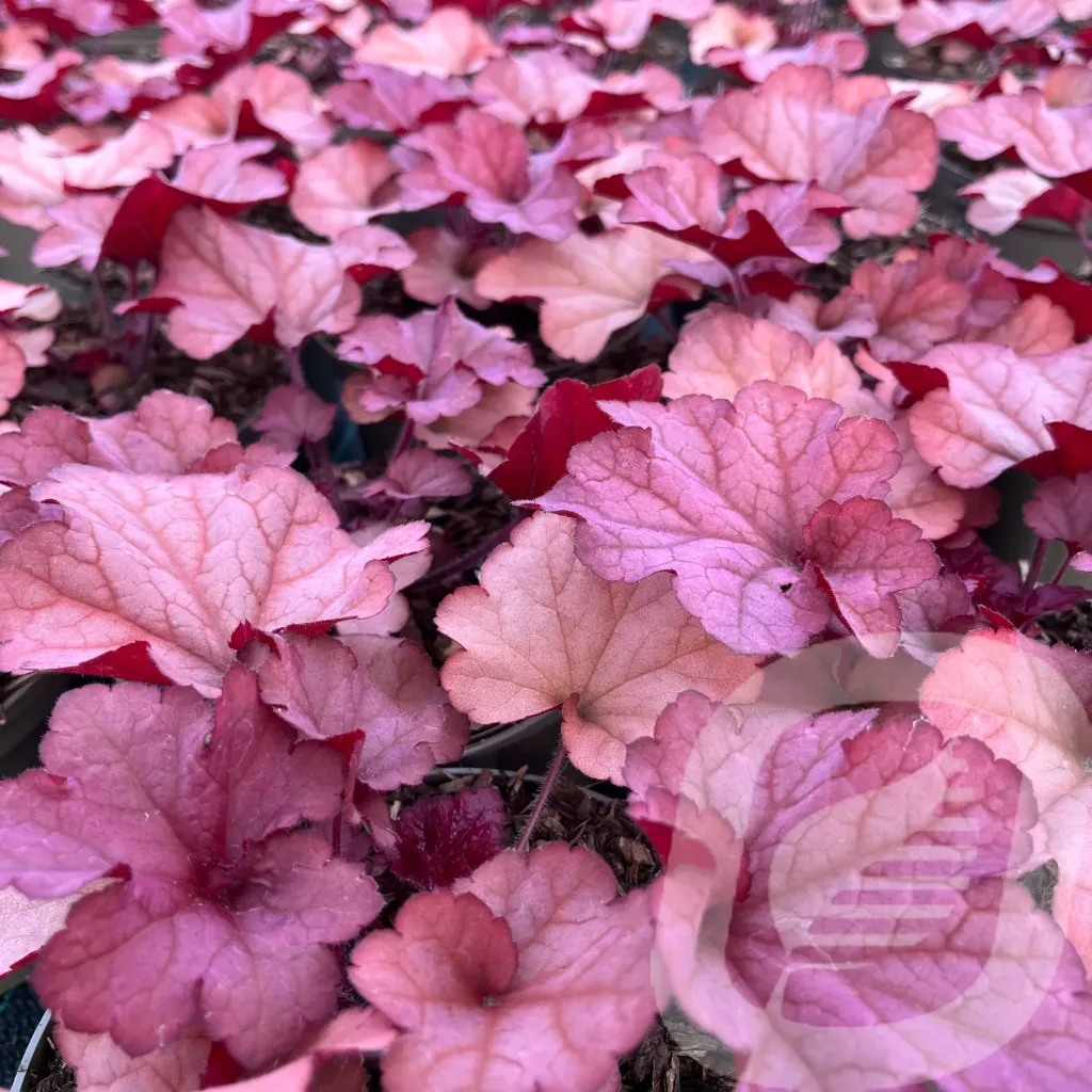 Heuchera 'Cranberry'®