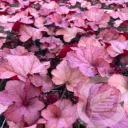 Heuchera 'Coralberry'®