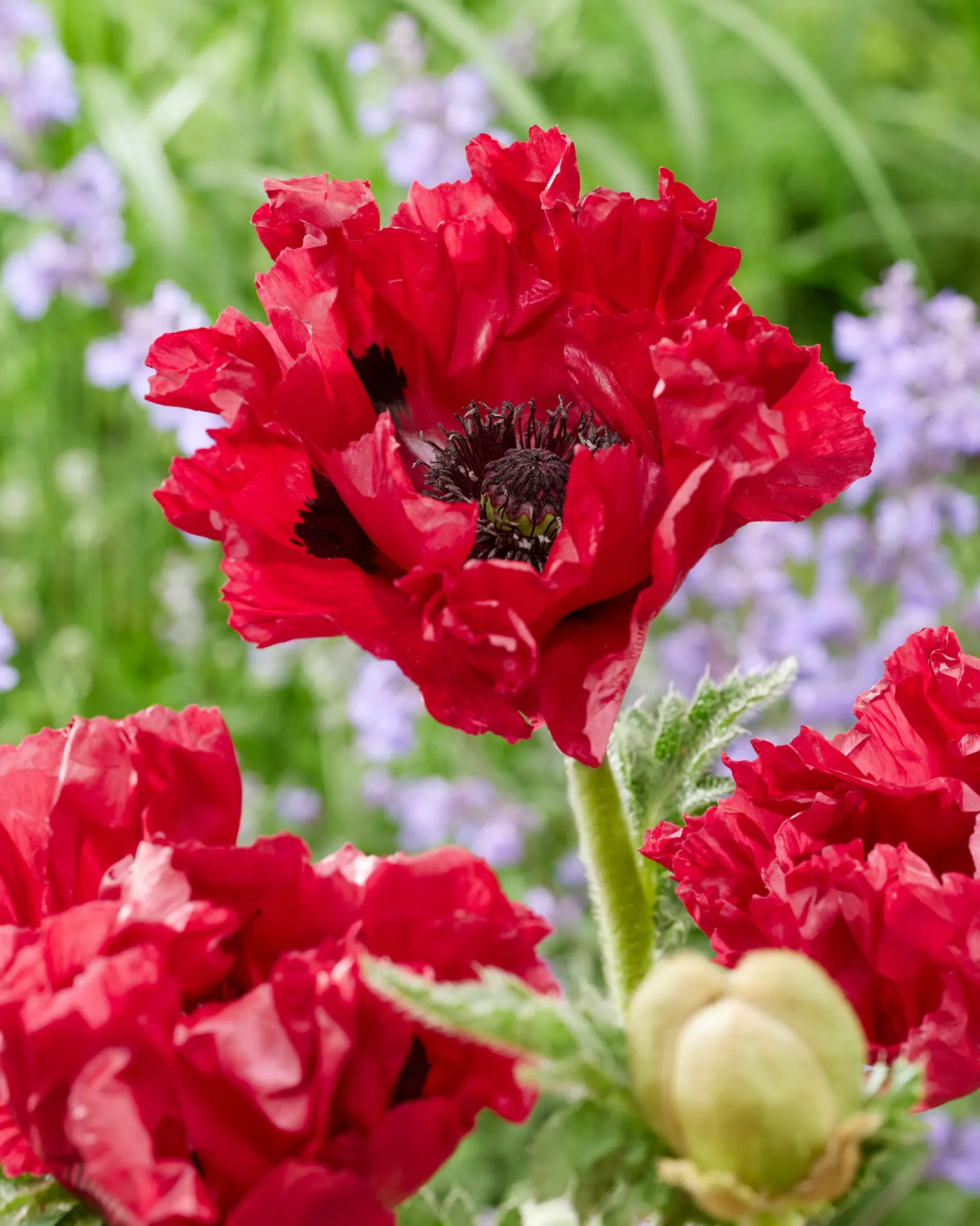 [PAPRRUMB-C2] Papaver 'Red Rumble'®