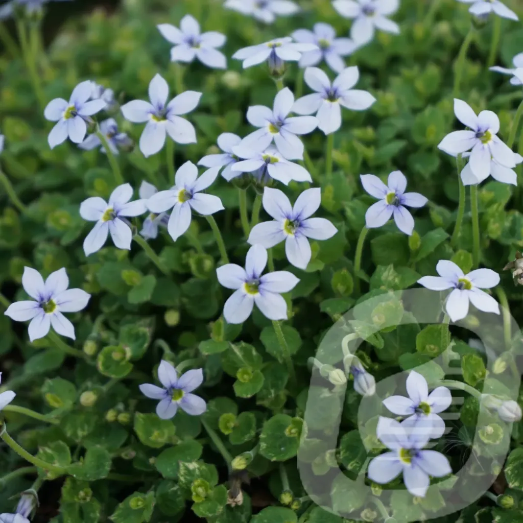 [ISOFLUVI-C2] Isotoma fluviatilis