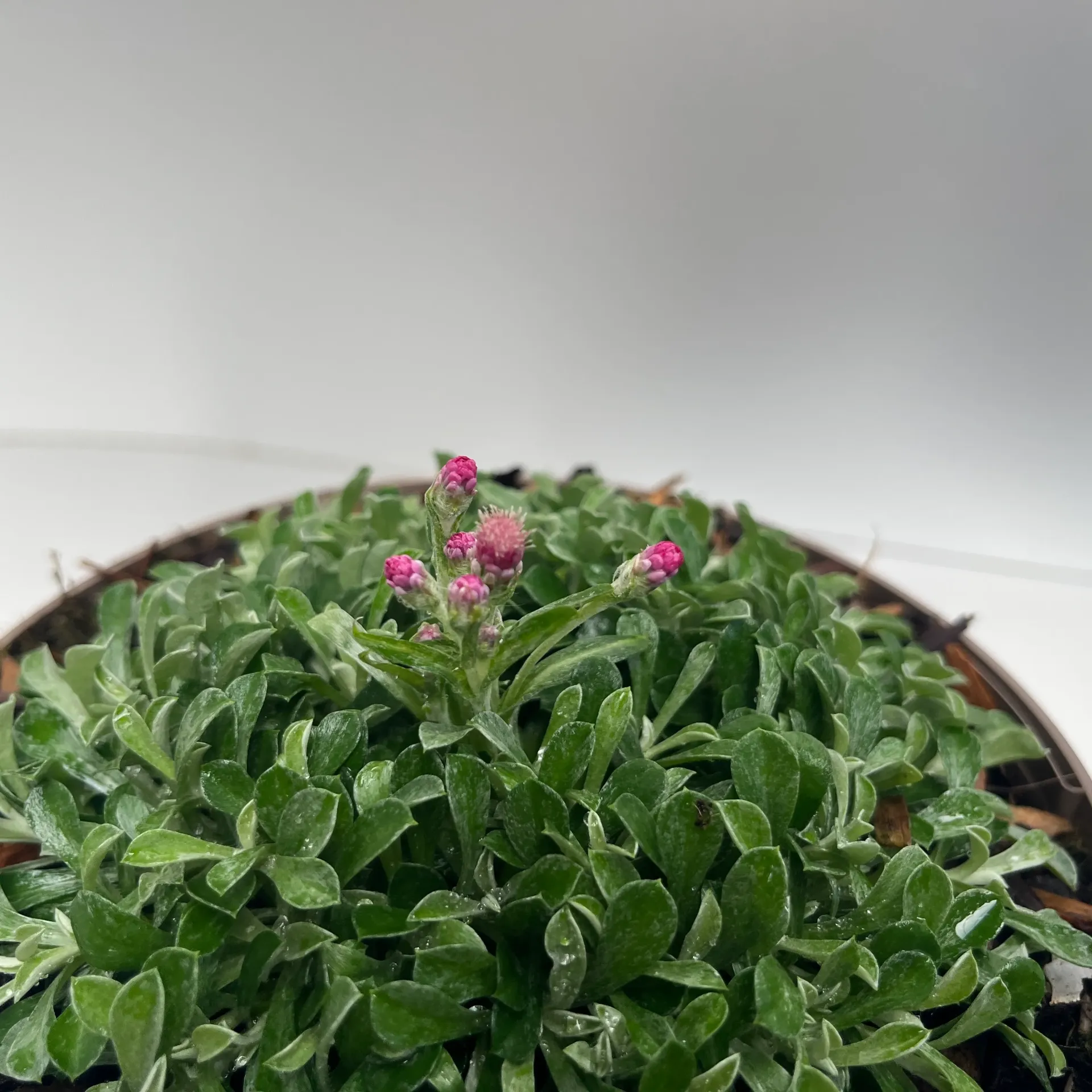 [ANTADUGU-C2] Isotoma fluviatilis