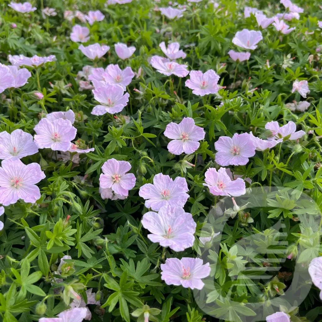 [GERFPINK-C2] Geranium 'Frivolius Pink®