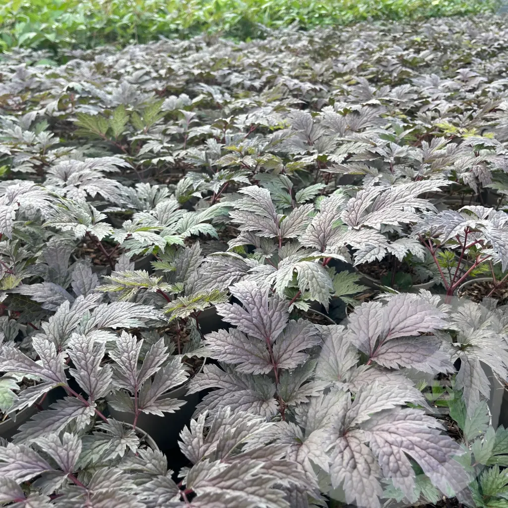 Actaea 'Brunette'