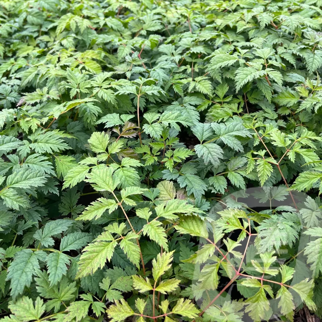 [ARUGOATE-C2] Aruncus 'Goatee'®