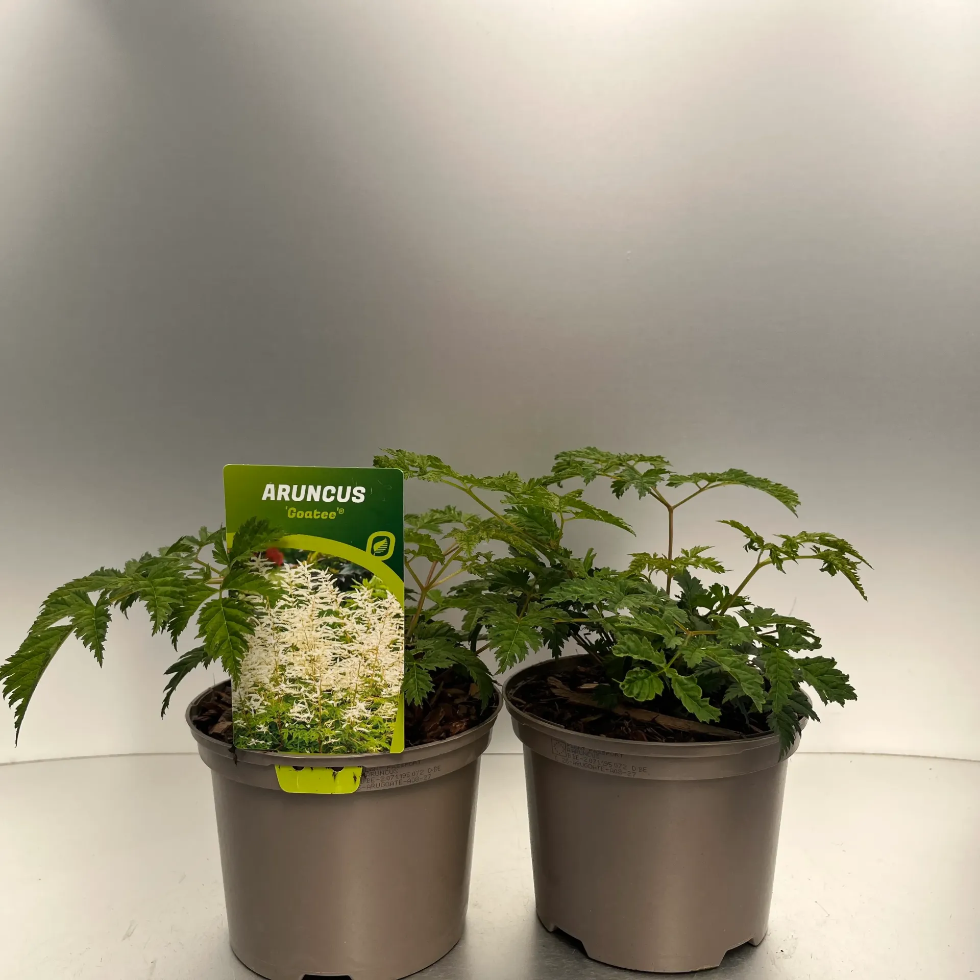 [ARUGOATE-C2] Aruncus 'Goatee'®