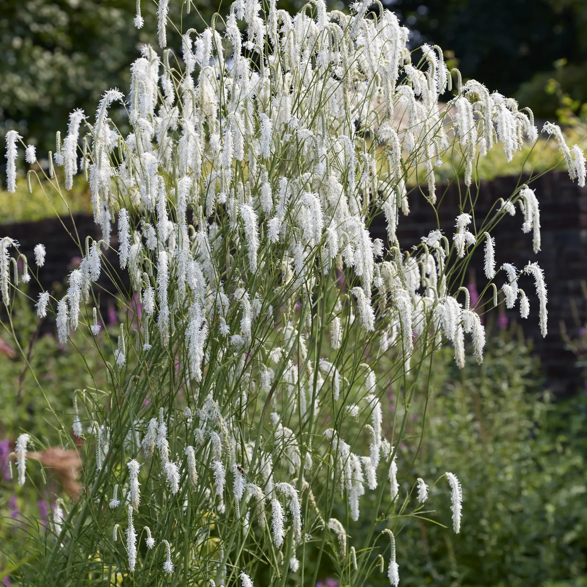[SANATHIG-C2] Sanguisorba 'All Time High'