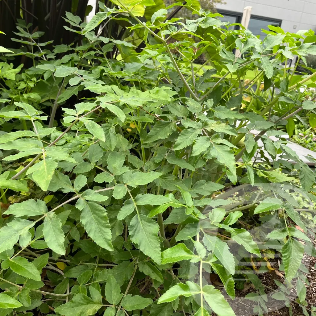 Mathiasella 'Green Dream'