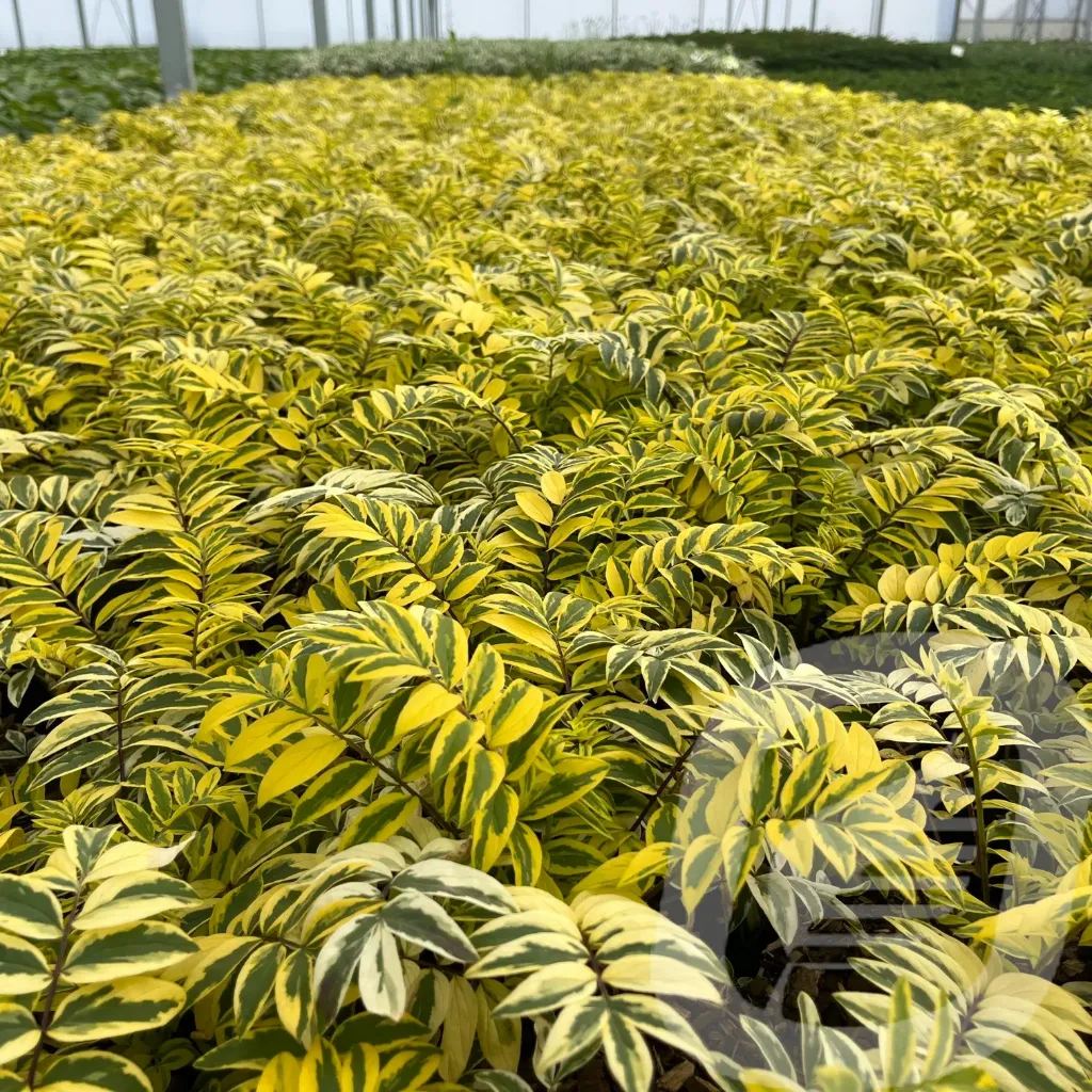 [POLGFEAT-C2] Polemonium 'Golden Feathers'®