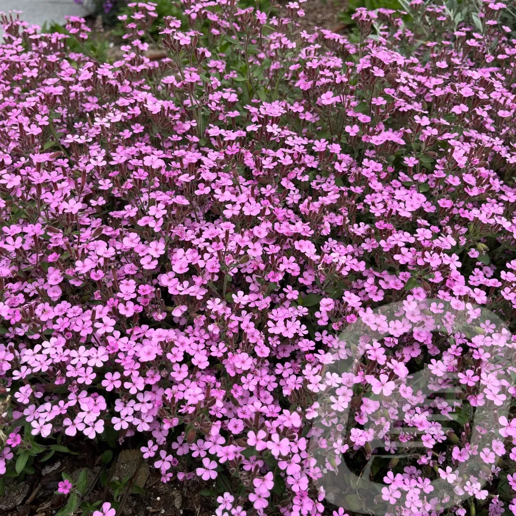 [SAPOCYMO-C2] Saponaria ocymoides