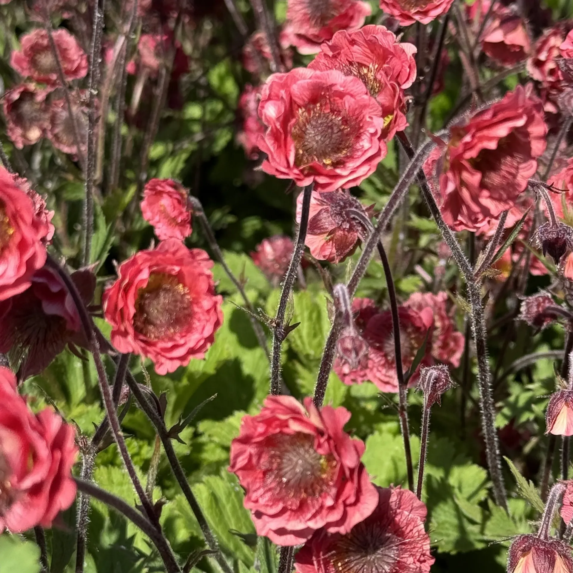 Geum 'Pink Petticoats'