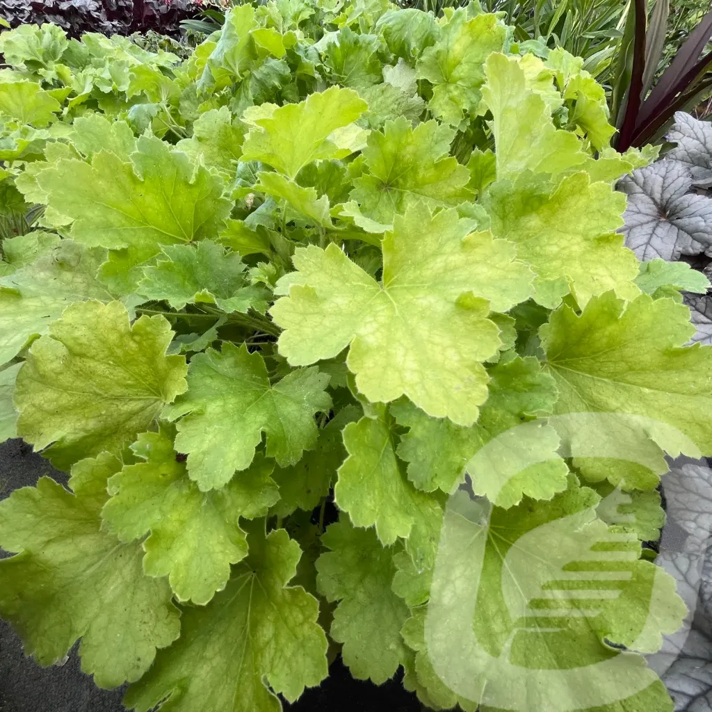 Heuchera 'Lemon Love'®