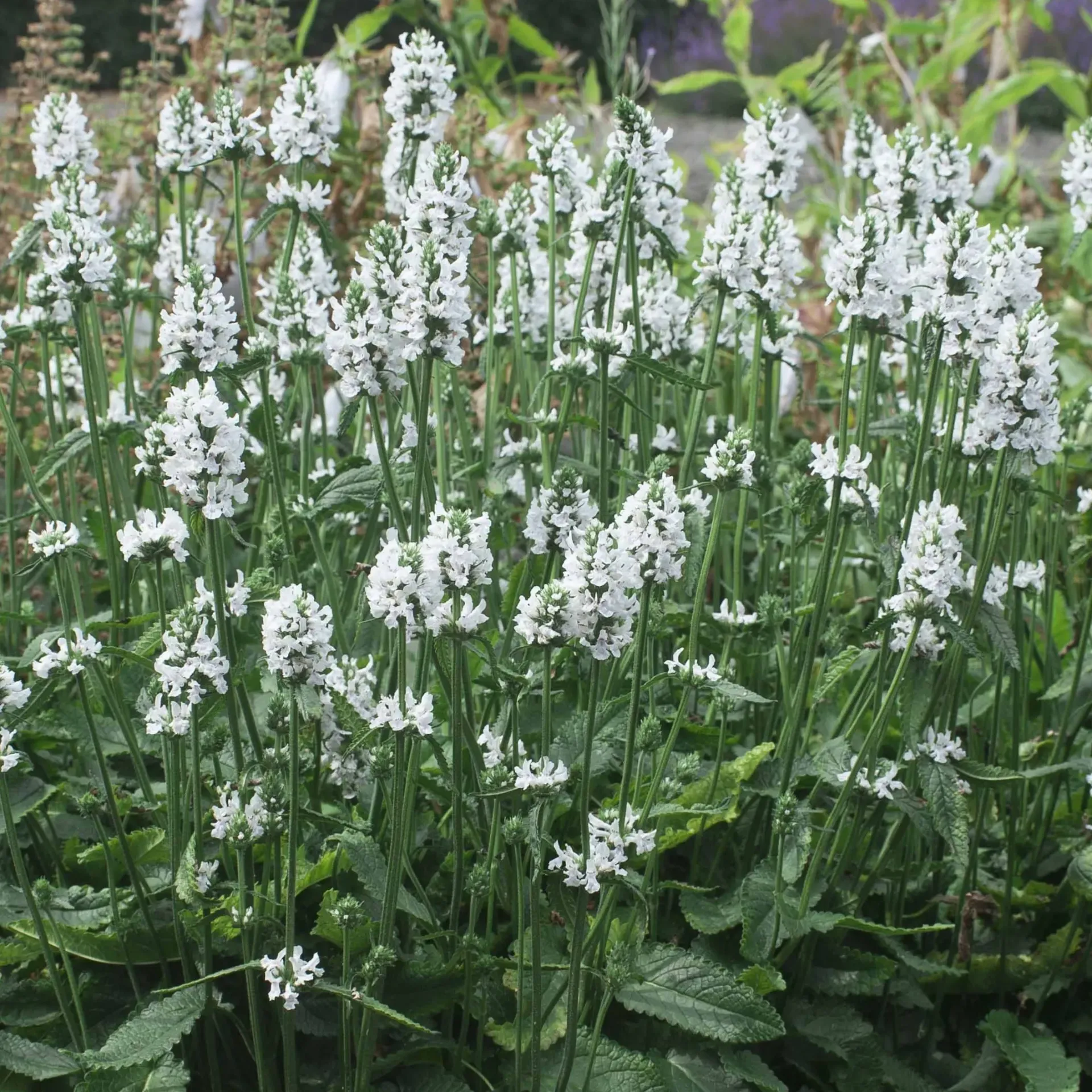 Stachys 'Summer Snowcone'®
