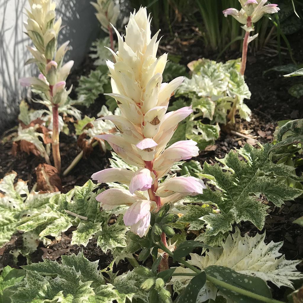 Acanthus 'Snow Storm'