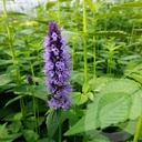 Agastache 'Black Adder'