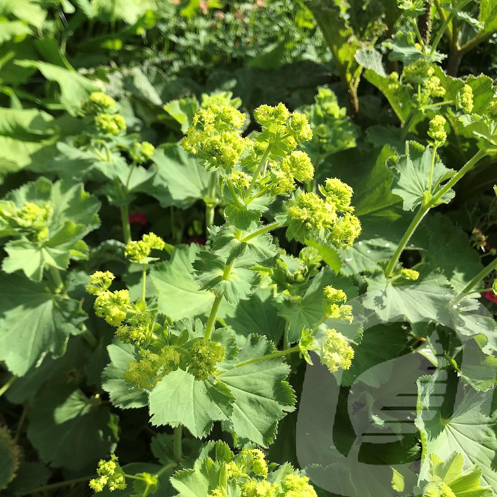 Alchemilla mollis