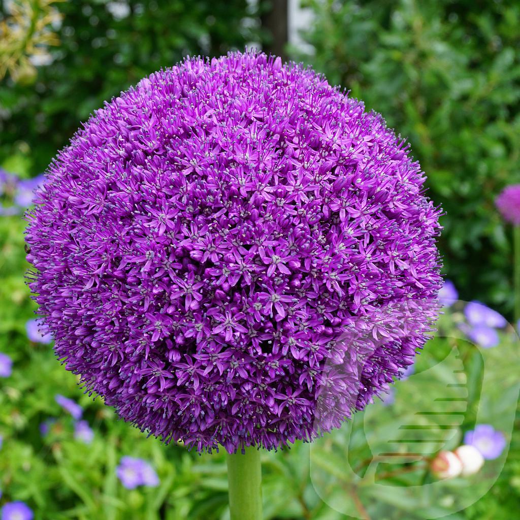 Allium 'Ambassador'