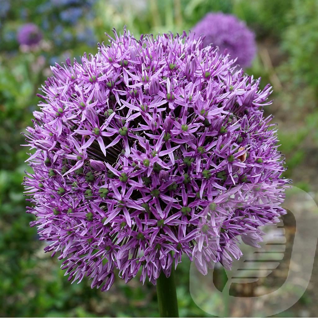 [ALLGLADI-C2] Allium 'Gladiator'