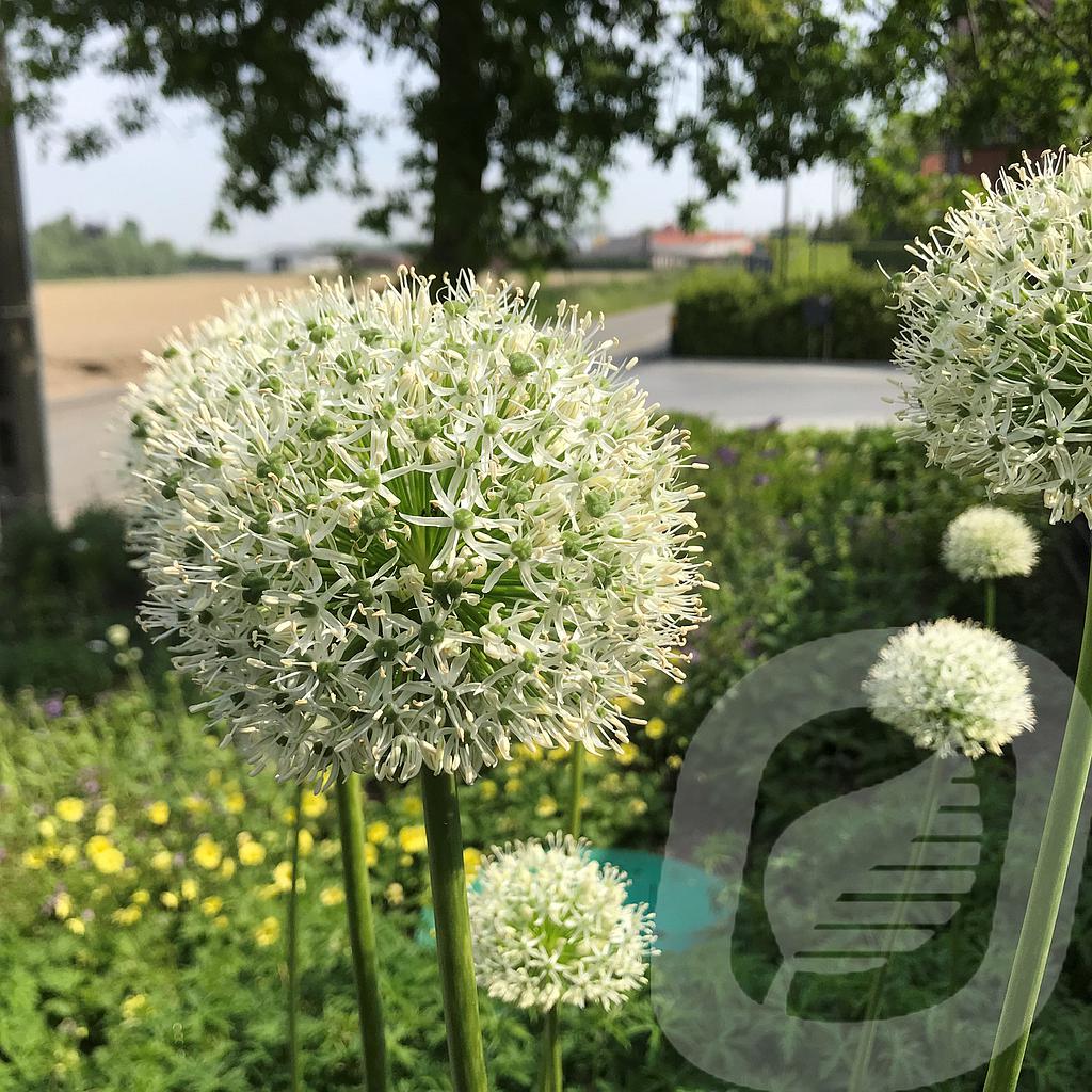 Allium 'Mount Everest'