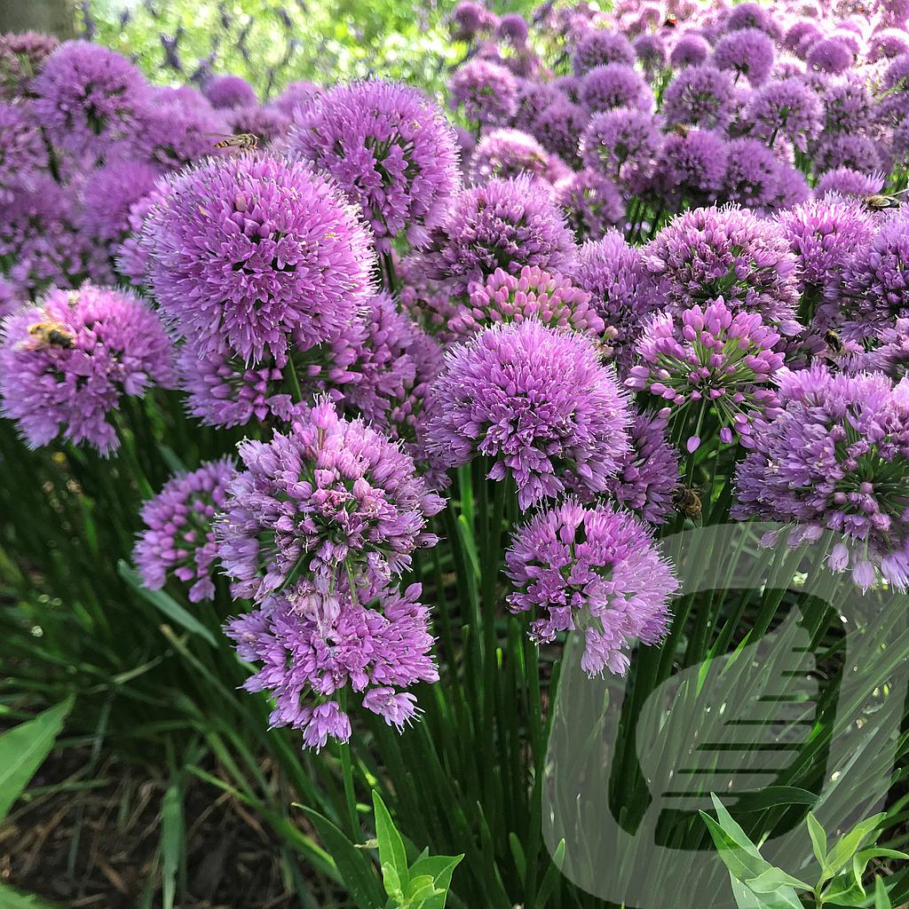 Allium 'Millenium'