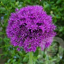 Allium 'Purple Sensation'