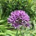 Allium 'Violet Beauty'