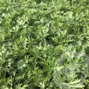 Artemisia 'Powis Castle'