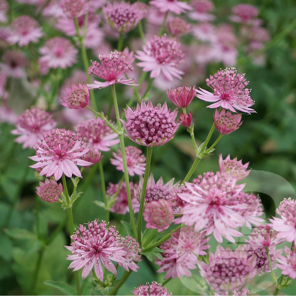 Astrantia 'Roma'®