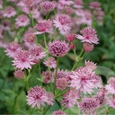 Astrantia 'Roma'®