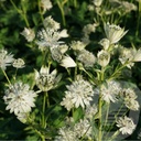 Astrantia 'Snow Star'®