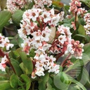 Bergenia 'Silberlicht'