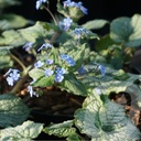 Brunnera macr. 'Alexander's Great'®