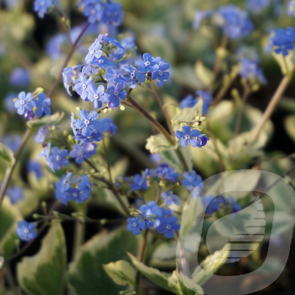 Brunnera macr. 'Variegata'