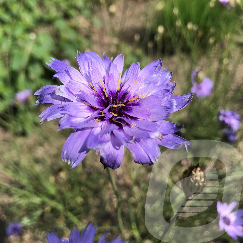 Catananche caerulea