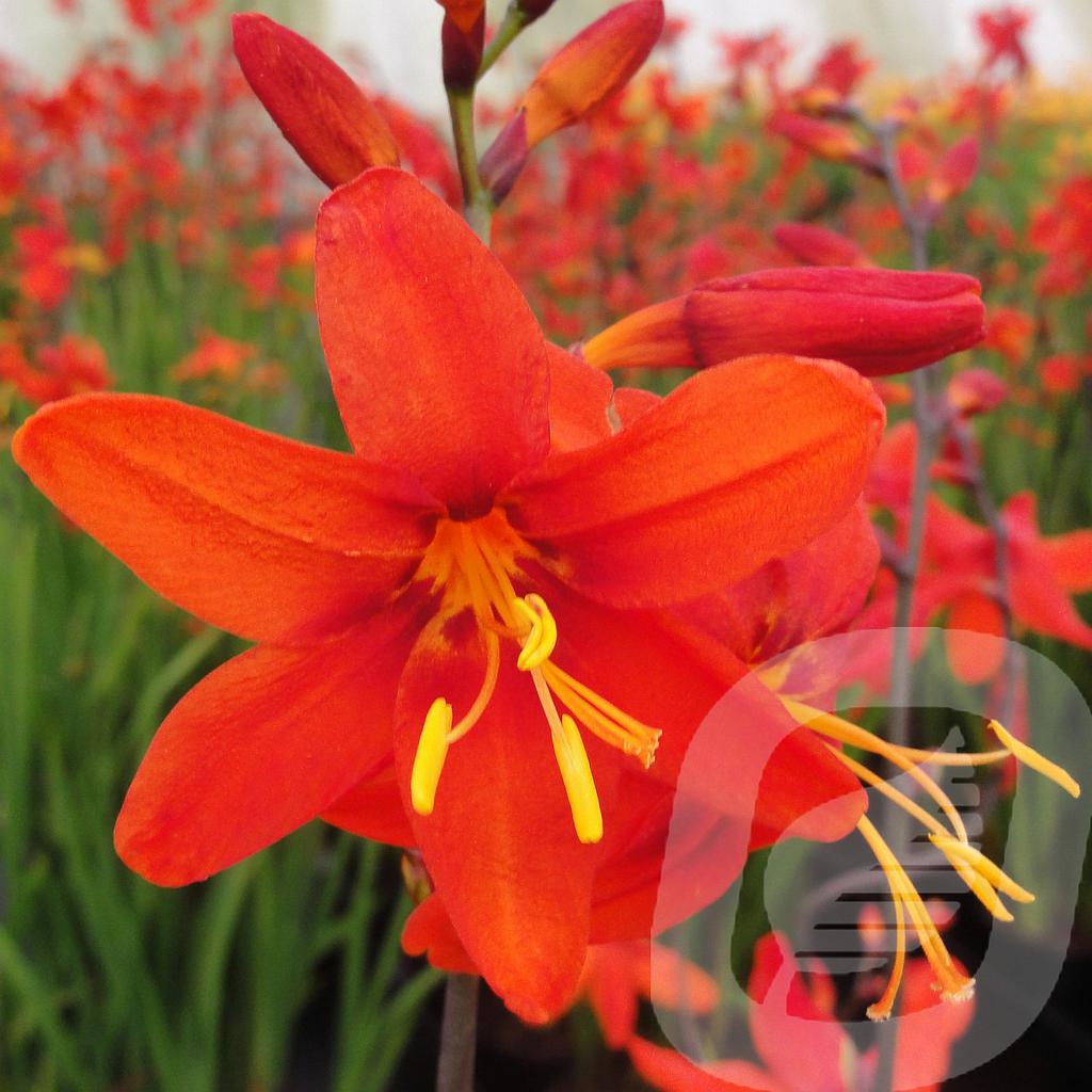 Crocosmia 'Babylon'