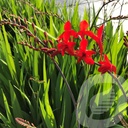 Crocosmia 'Emberglow'