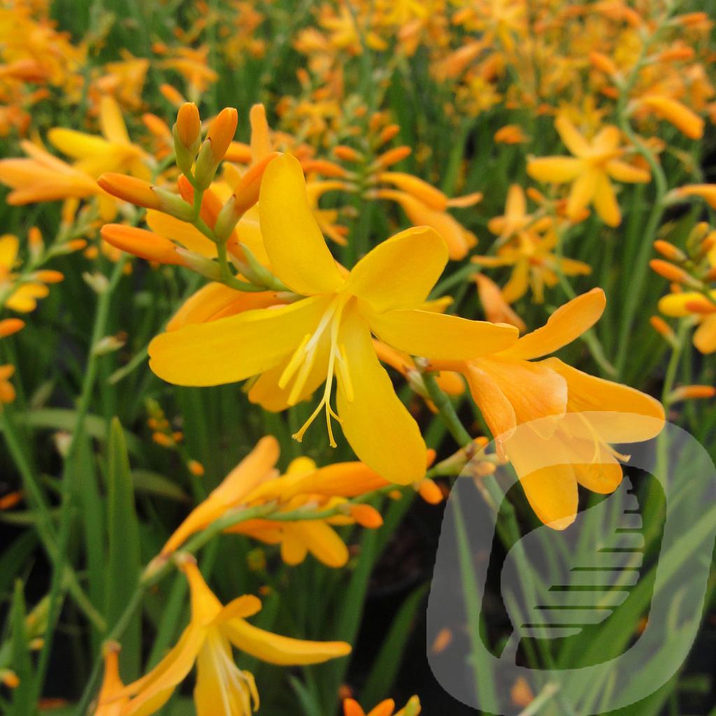 Crocosmia 'George Davison'