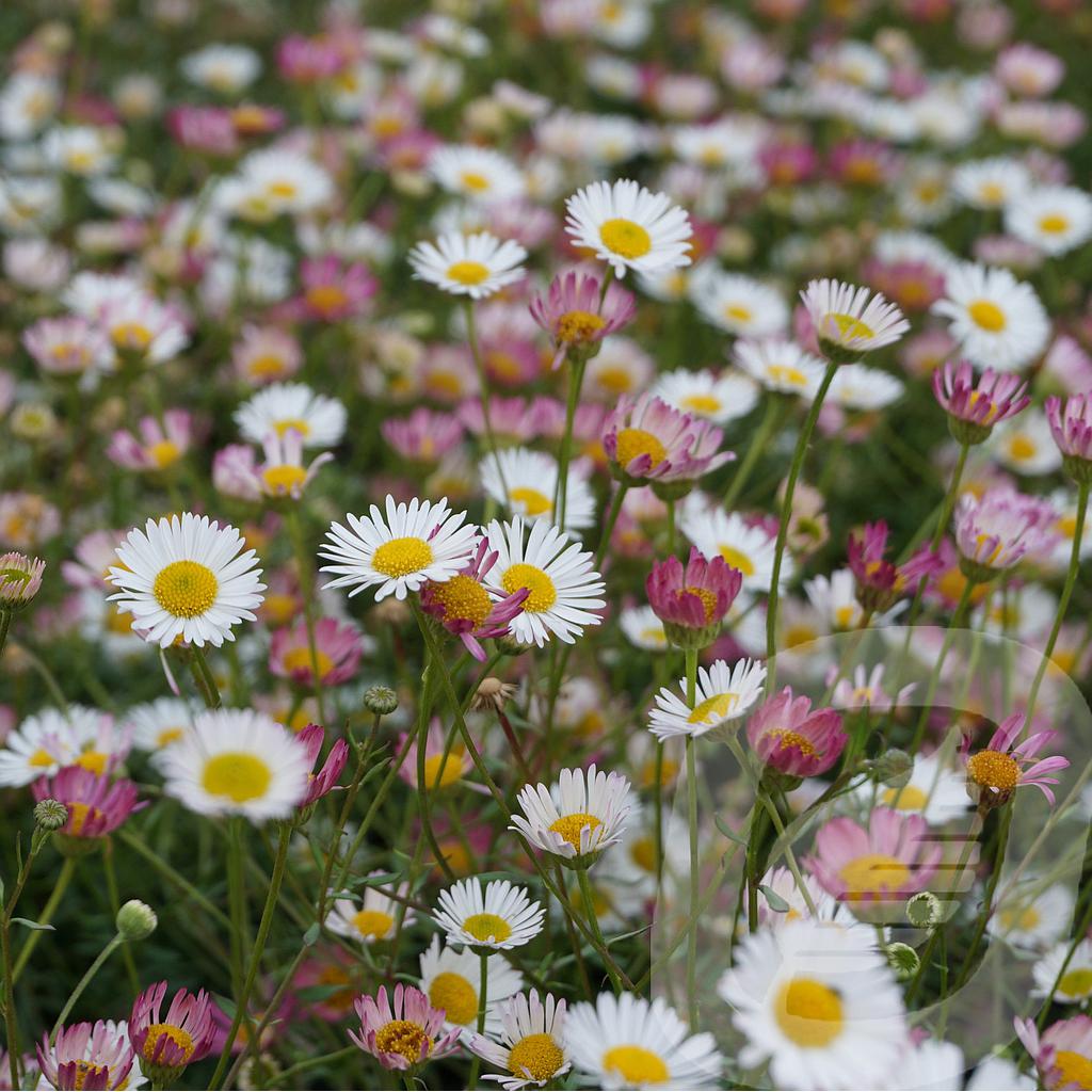 Erigeron karvinskianus