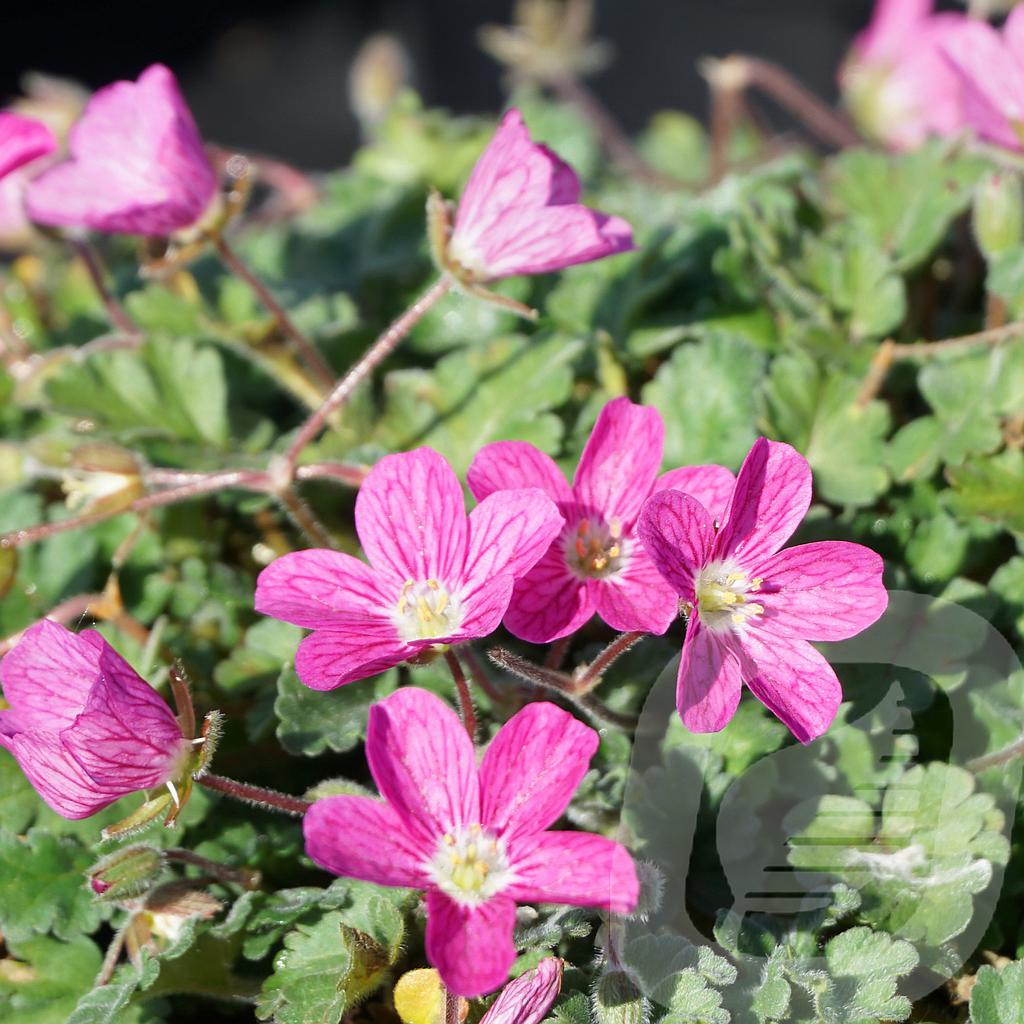 Erodium variabile 'Bishop's Form'