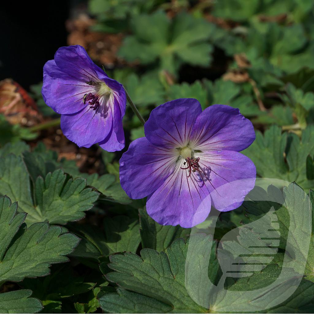 [GERARUSH-C2] Geranium 'Azure Rush'®
