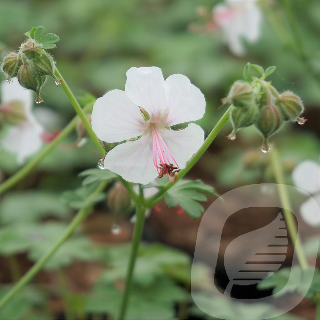 Geranium cant. 'Biokovo'