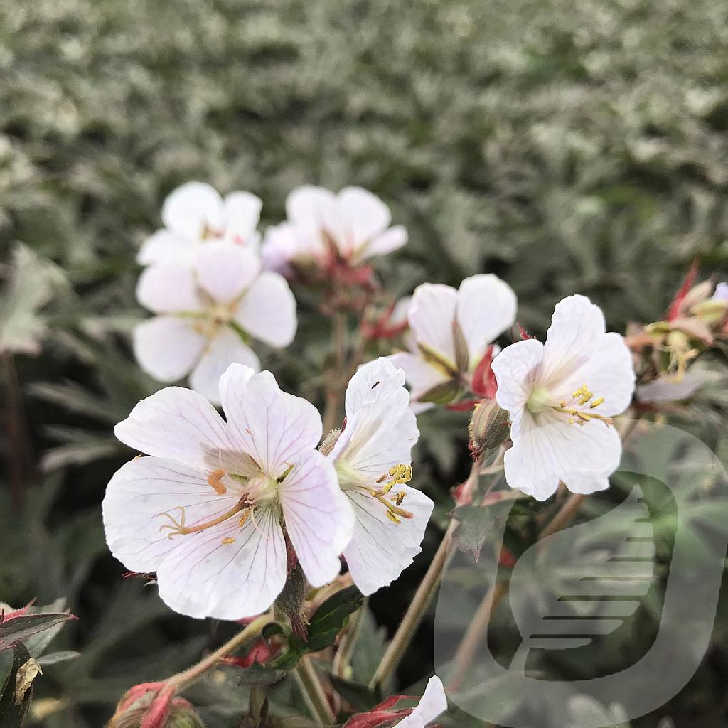 Geranium prat. 'Black n' White'