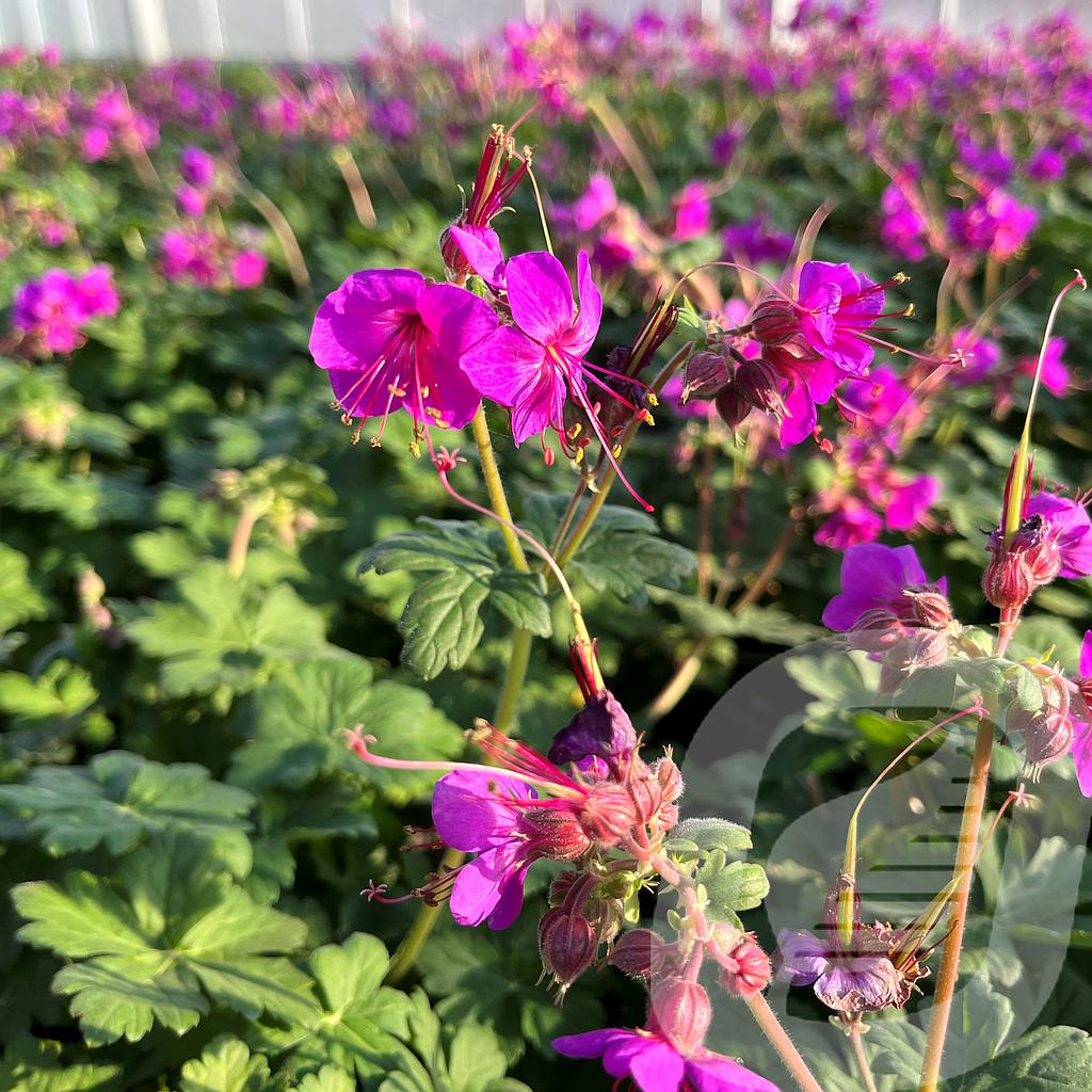 Geranium macr. 'Czakor'