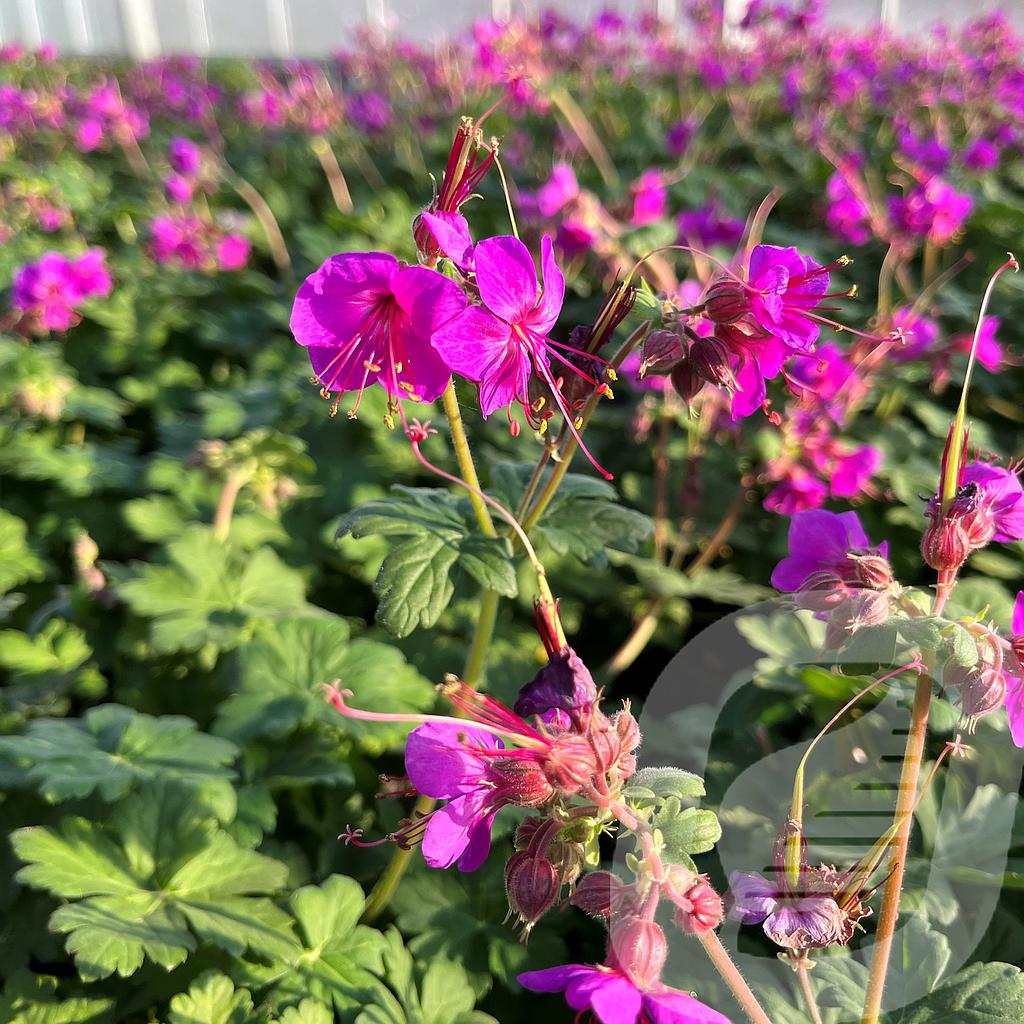 [GERCZAKO-C2] Geranium macr. 'Czakor'
