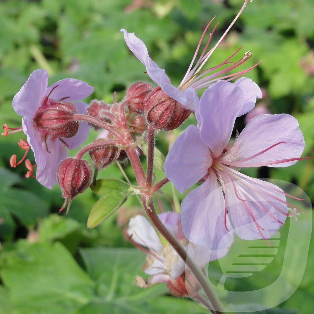 Geranium macr. 'Ingwersen's Variety'