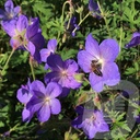 Geranium 'Johnson's Blue'