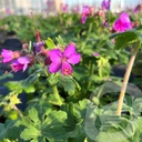 Geranium macrorrhizum